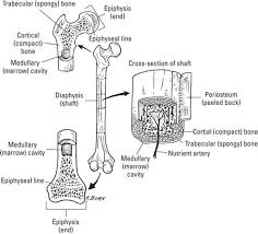 Each osteon is composed of concentric rings of calcified. Min Breaking Down The Skeleton S Structure