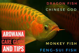 Arowana Fish Price Arowana Care Types Of Arowana Dragon Fish Aqualion Dragon Fish Fish Fish Care