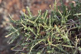 Image result for Pentzia