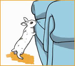 5 Steps To Free Roam A Pet Rabbit In Your Home