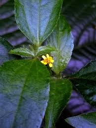 Image result for Synedrella