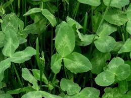 Image result for Trifolium wentzelianum