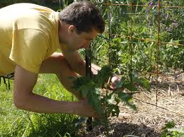 When to apply lime to vegetable garden. Please Stop Liming Your Soil Based On The Ph Gardenrant