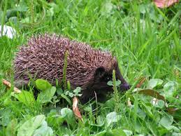 004 Le Herisson Les Animaux Dans La Nature Parc Et Jardin Astuce Jardinage Paysage