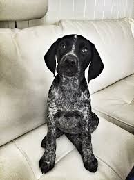 All of our breeding dogs hunt and are conformation champions. Pointing Pupkits