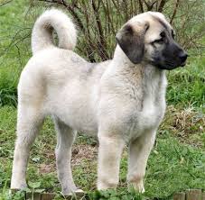 Kangal Kopegi Ozel Irk Olarak Kabul Edildi