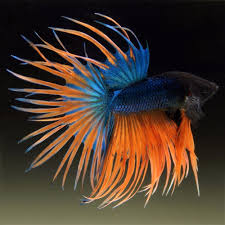 Live Betta Fish Male Metallic Blue Orange Crowntail Betta Fish Bettafish Betta Fish Betta Cool Fish