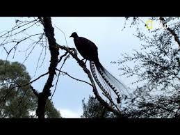L Oiseau Lyre Page Decriture De Jacques Prevert Poetry Reading Lecture De Poemes Youtube