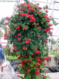 Image result for Clerodendrum splendens