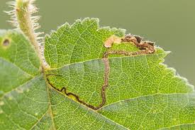 Image result for Stigmella floslactella