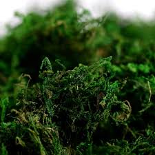 Water regularly and thoroughly for the first 3 weeks. Buy Farmoo Artificial Moss For Plant Fairy Garden Lawn Crafts Wedding Decor Fresh Green Moss Online In Kazakhstan B08dlty4tf