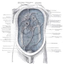 The kidneys, protected by the lower ribs, lie in shallow depressions against the posterior abdominal wall and behind the parietal peritoneum. Peritoneum Wikipedia