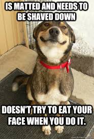 Is Matted And Needs To Be Shaved Down Doesn T Try To Eat Your Face When You Do It Good Dog Greg Quickmeme