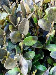 Image result for Toddalia crenulata