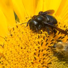 Only female carpenter bees can sting and only in rare cases when they are provoked. Difference Between Bumblebees And Carpenter Bees