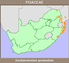 Image result for Dactyloctenium geminatum