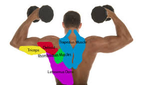 Muscles of the human body (front view). The Names Of The Muscles In The Back And Front Of The Upper Body L3 Animation And Game Design Year 1