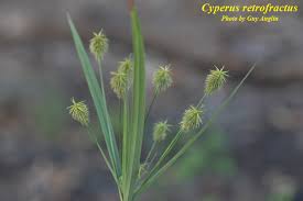 Image result for Cyperus sp. (ex Mariscus sp.no.2)