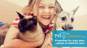 Compare pet insurance and you could save money on your policy. Got More Than 1 Cat Or Dog Try Our Multi Pet Insurance Www Pet Insurance Co Uk
