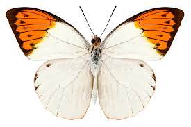 Glaucippe De Hebomoia De La Especie De La Mariposa Imagen De Archivo Imagen De Insecto Macro 27998797