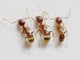 Vídeos para eliminar hormigas con remedios caseros. Eliminar Hormigas En Casa Cuando La Invasion Se Hace Presente