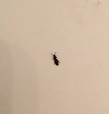 Basement Black Beetle Bug In House Identifying Small Black Bugs Thriftyfun