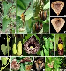 Image result for Aristolochiaceae