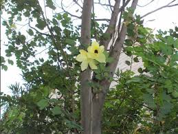 Image result for Bauhinia tomentosa