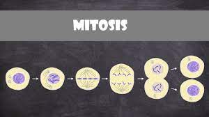 In this video pranav explains cytokinesis in animal and plant cells.cytokinesis is the division of the cytoplasm of the cell. Mitosis Animal Cells Cell Biology Youtube