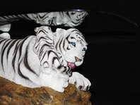 Pricing, promotions and availability may vary by location and at target.com. Rare White Tiger Coffee Table From Vegas For Sale In Salt Lake City Utah Classified Americanlisted Com