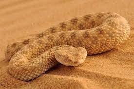 Dwarf Sahara Sand Viper Cerastes Vipera Reptiles And Amphibians Desert Insects Pit Viper