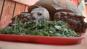 If your tortoise is still. Looking Deeper Into African Spurred Tortoise Diet Fossil Rim Wildlife Center