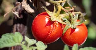 Maybe you would like to learn more about one of these? Are Split Tomatoes Safe To Eat Gardener S Path