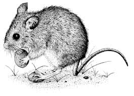 Black And White Mouse Image Pics For Field Mouse Sketch Mouse Drawing Mouse Sketch Animal Paintings