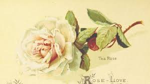 Maybe you would like to learn more about one of these? Red Roses Or Yellow Every Flower Has A Secret Meaning Howstuffworks