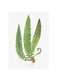 Image result for Lonchitis