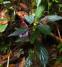 Image result for Begonia meyeri-johannis