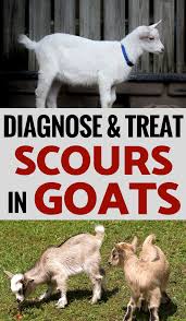 Diagnosing And Treating Scours In Goats In 2020 Goats Goat Care Pygmy Goat