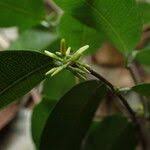 Image result for Landolphia incerta