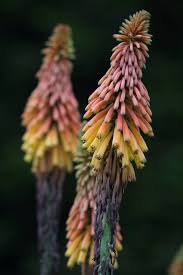 Image result for Kniphofia thomsonii