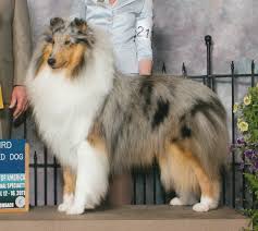 Tag us or upload your photos with our hashtag #bordercolliesoftheworld to be featured! Pin By Robin Cazan On Magnificent Collies Sheltie Dogs Rough Collie Shetland Sheepdog Blue Merle
