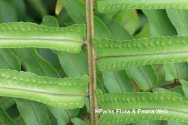 Image result for Nephrolepis