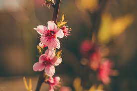 Maybe you would like to learn more about one of these? What S Essential For Chinese New Year Peach Blossoms