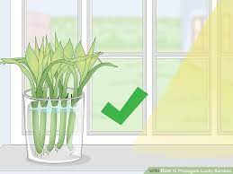 How To Propagate Lucky Bamboo 14 Steps With Pictures Lucky Bamboo Plants Lucky Bamboo Bamboo Plant Care