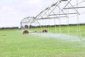 You can help by going meatless for just one day a week. Geel On Twitter What Does A Dairy Camel Eat In A Day At Bederdairyfarm Each Camel Eats 12kgs Of Mixed Ratio Fodder To Produce High Quality Milk For The Local Markets Thru Low Cost