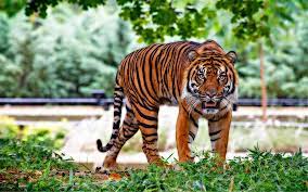 Freeanimalsounds Enjoy Animals Sounds Free To Download