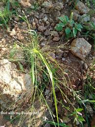 Image result for Eragrostis aspera