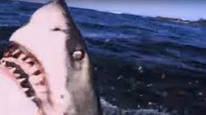 It seems that oceanic white tips were the culprit in a lot of these cases. Great White Shark Attack Predators Bbc Earth Youtube
