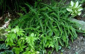 Image result for Microglossa densiflora