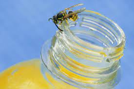 Should You Worry If You Accidentally Swallow An Insect Wsj